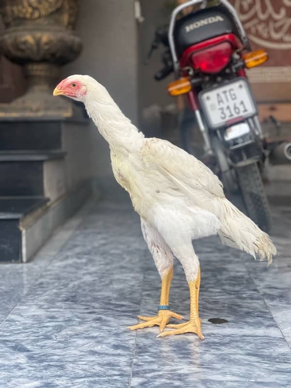 white O Shamo chiks (ring bird breed) 2