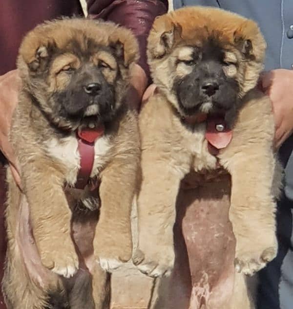 Kurdish kangal dog Pair 2 months for sale security dog 0