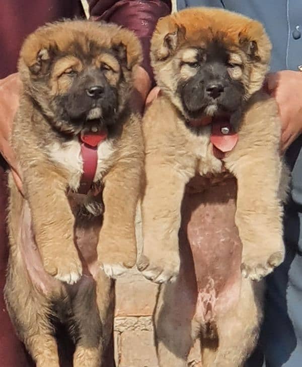 Kurdish kangal dog Pair 2 months for sale security dog 1