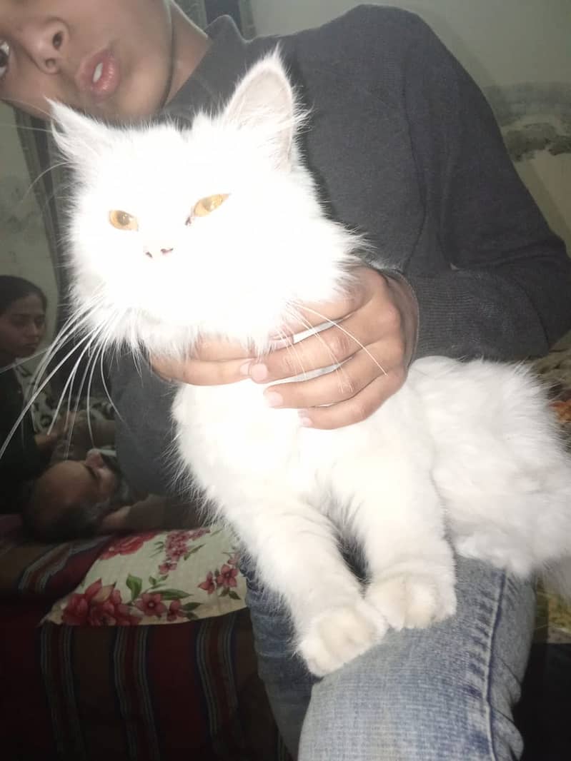 Pursian cat for sale 0