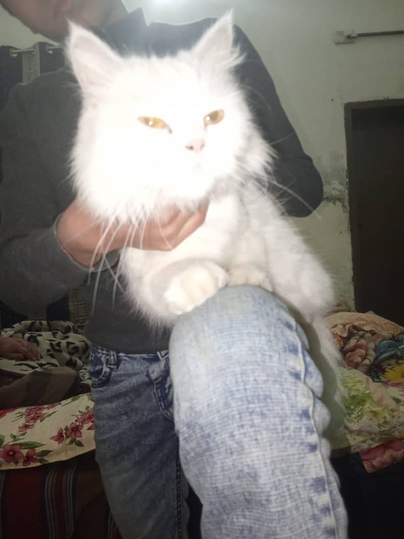 Pursian cat for sale 2