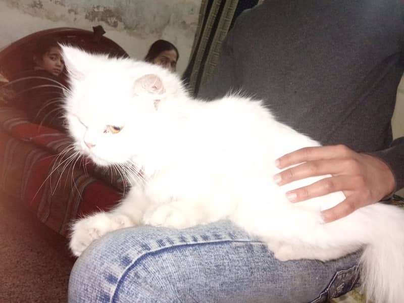 Pursian cat for sale 4