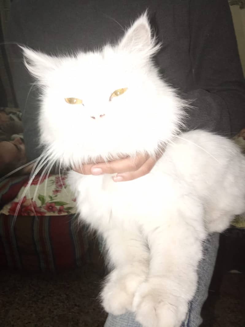 Pursian cat for sale 5