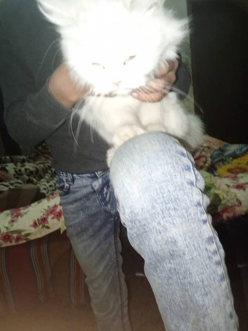 Pursian cat for sale 7