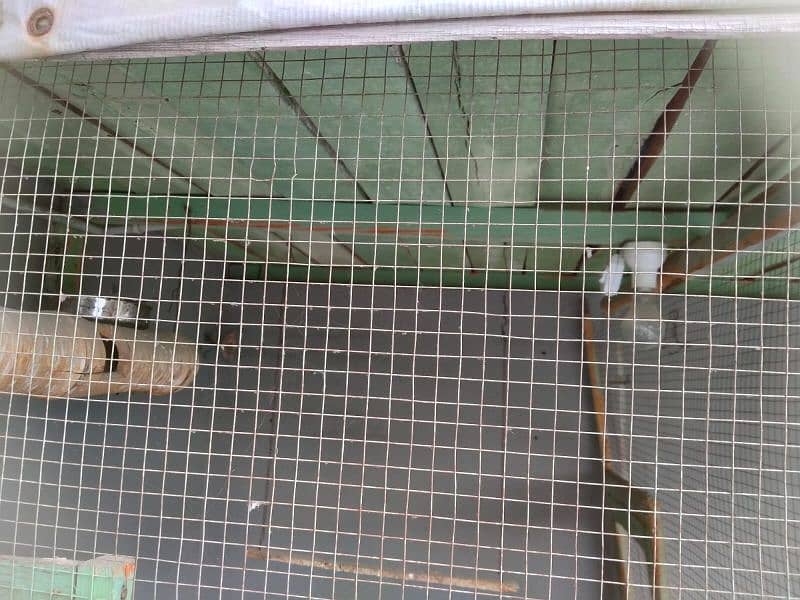 Birds Cage ( parindo ka pinjra) 2