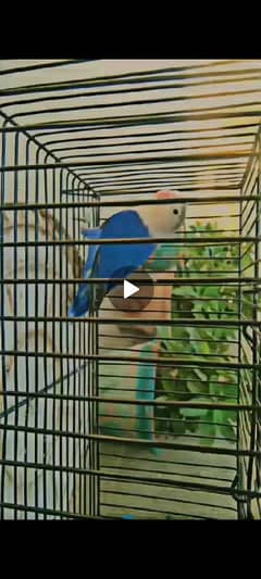 lovebirds available for sale