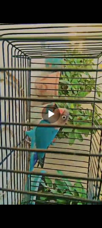 lovebirds available for sale 1