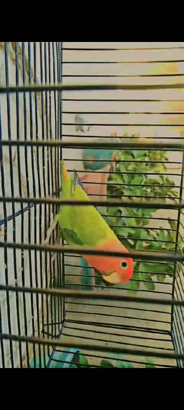 lovebirds available for sale 4