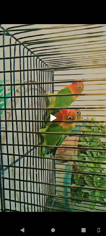 lovebirds available for sale 5