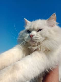 persian male cat age 7 month