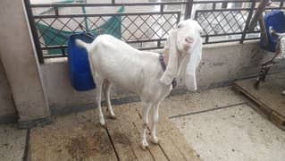 goats sale healthy Rajanpure makichine03124244914