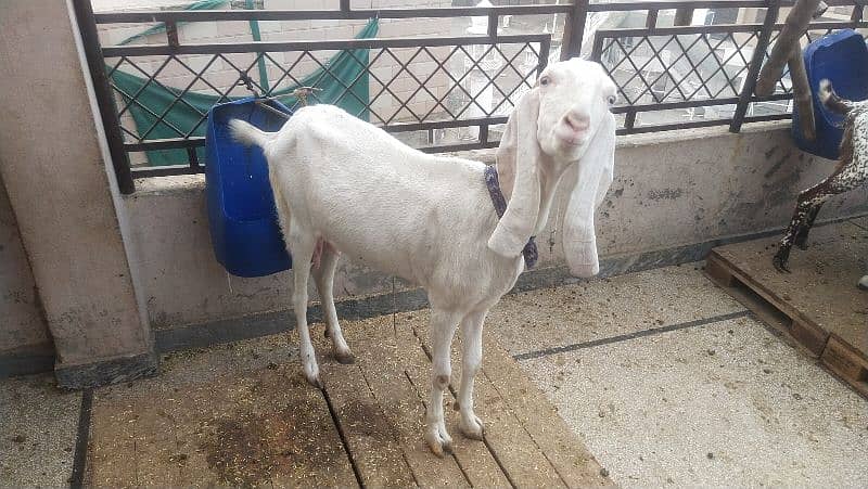 goats sale healthy Rajanpure makichine03124244914 0