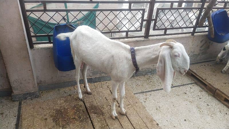 goats sale healthy Rajanpure makichine03124244914 1