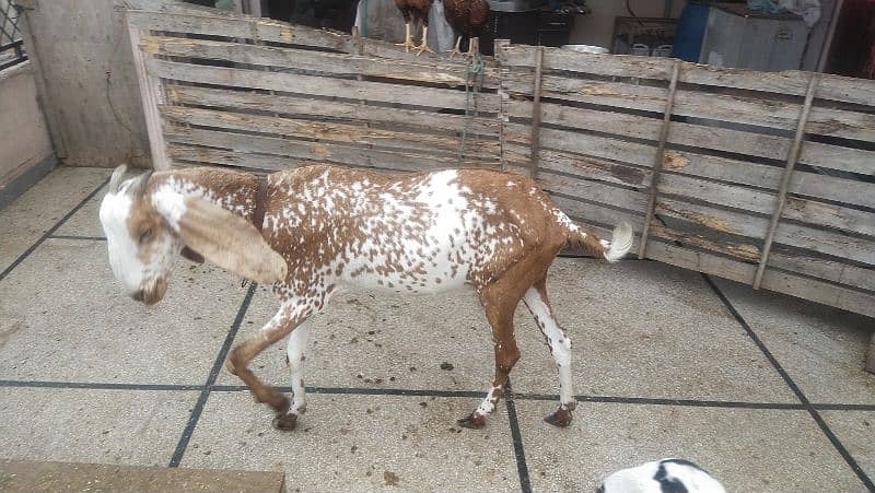 goats sale healthy Rajanpure makichine03124244914 2