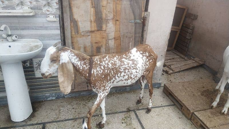 goats sale healthy Rajanpure makichine03124244914 3