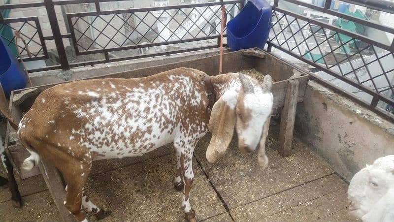 goats sale healthy Rajanpure makichine03124244914 4