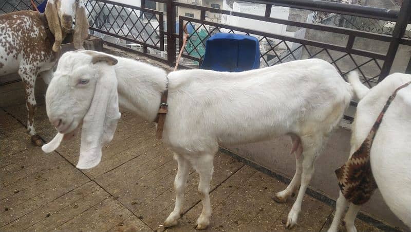 goats sale healthy Rajanpure makichine03124244914 6