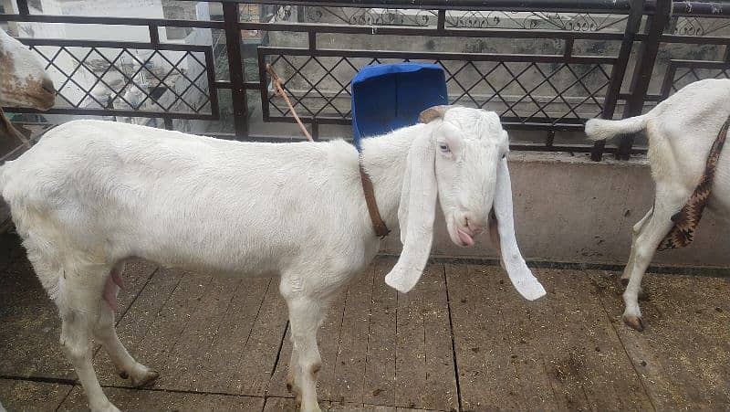 goats sale healthy Rajanpure makichine03124244914 8