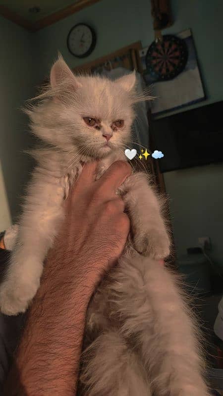 White persian kitten for sale 0