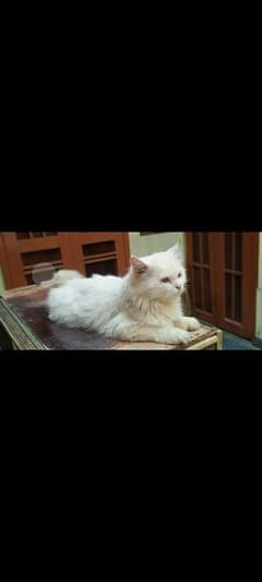 persian cat