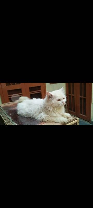 persian cat 0