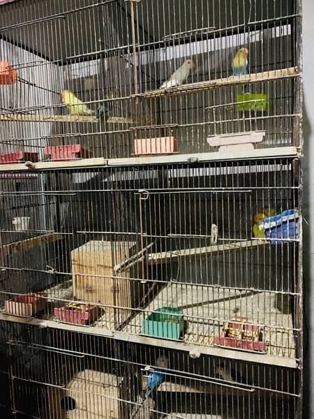 full parrots setup for sale 0