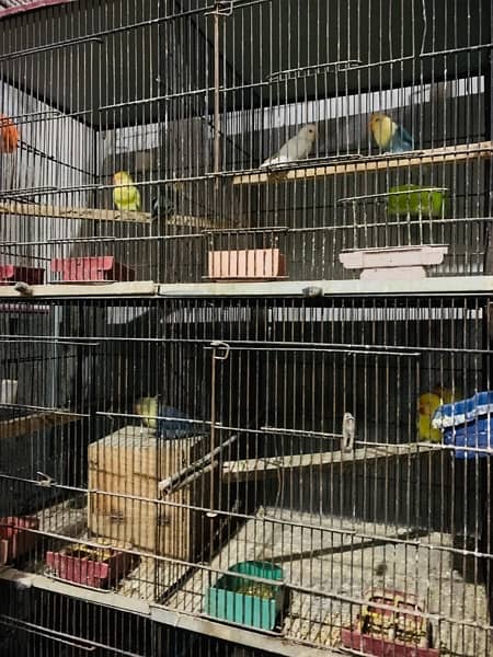 full parrots setup for sale 1