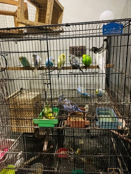 full parrots setup for sale 2