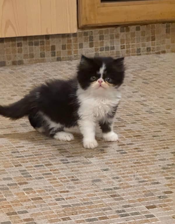 peke bloodline male kitten 0