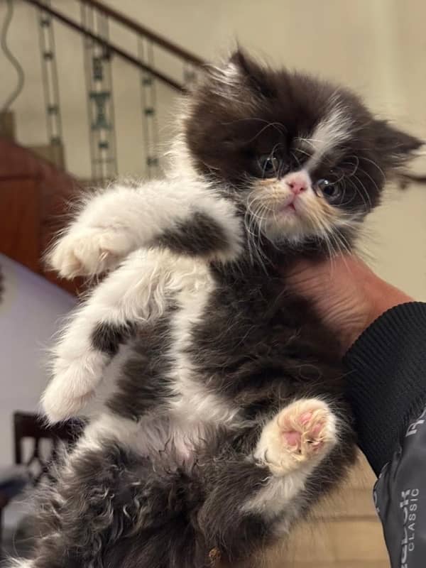 peke bloodline male kitten 1