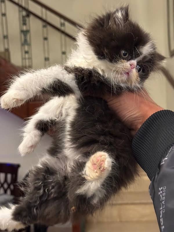 peke bloodline male kitten 3