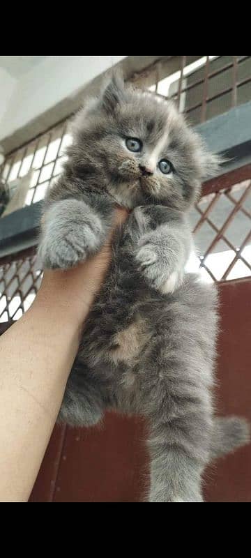 PERSIAN KITTEN FOR SALE ONLY CONTACT whatup 03207679060 1