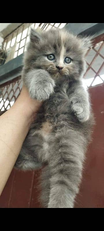 PERSIAN KITTEN FOR SALE ONLY CONTACT whatup 03207679060 2