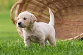 golden retriever puppies