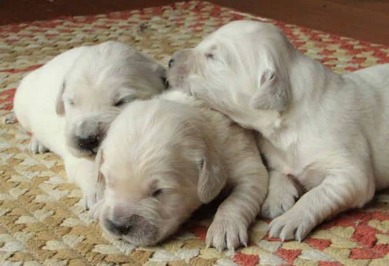 golden retriever puppies 1