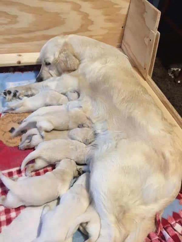 golden retriever puppies 2