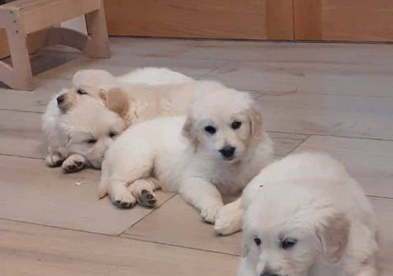 golden retriever puppies 3