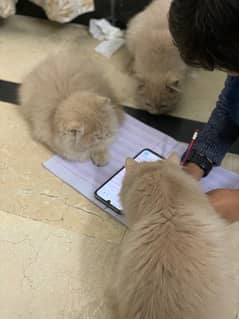 Persian kittens for sale, Age 4 month