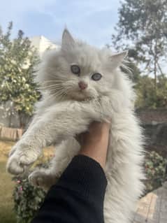 Persian kitten Triple coated Self feeding litter trained Hazel eyes