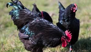 orignal austrolop 11hen egg laying and 3 roosters 03305923386 whatsapp