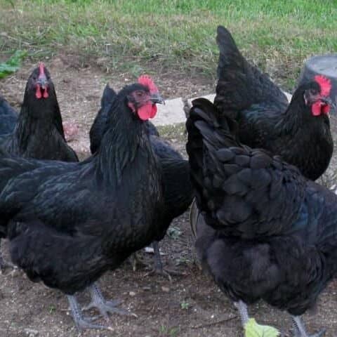 orignal austrolop 11hen egg laying and 3 roosters 03305923386 whatsapp 1