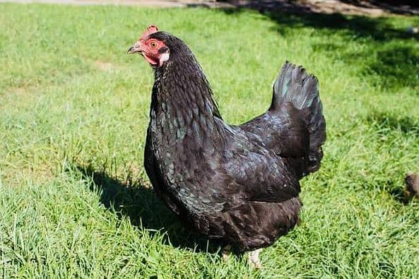 orignal austrolop 11hen egg laying and 3 roosters 03305923386 whatsapp 2