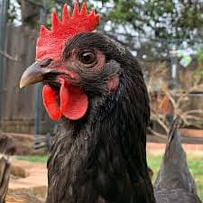 orignal austrolop 11hen egg laying and 3 roosters 03305923386 whatsapp 3