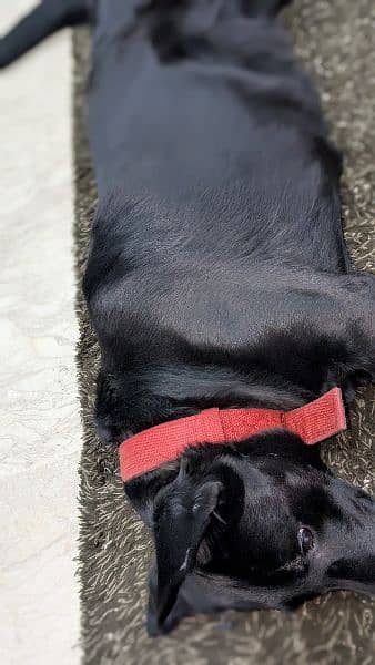 Urgent sale Male Labrador 3