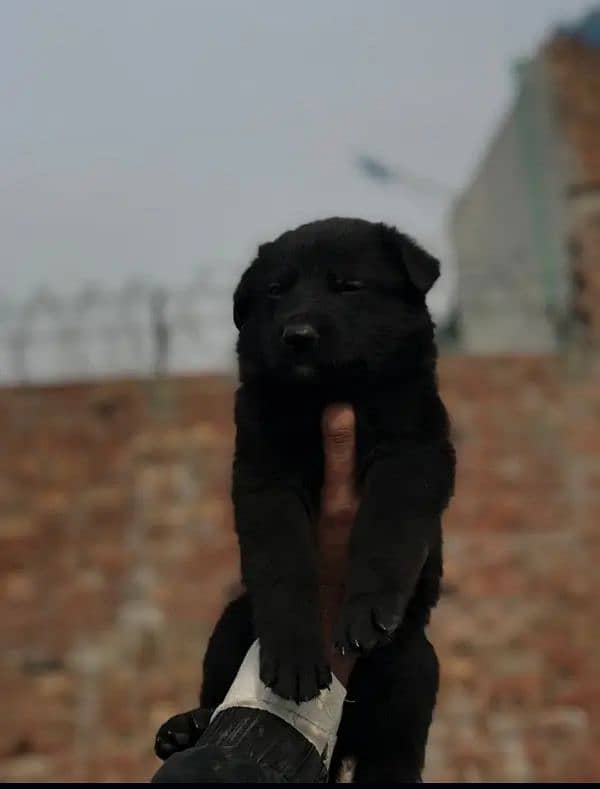 German shepherd puppy 1