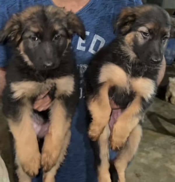 German Shepherd Longcoat 2 Females puppy for sale 1