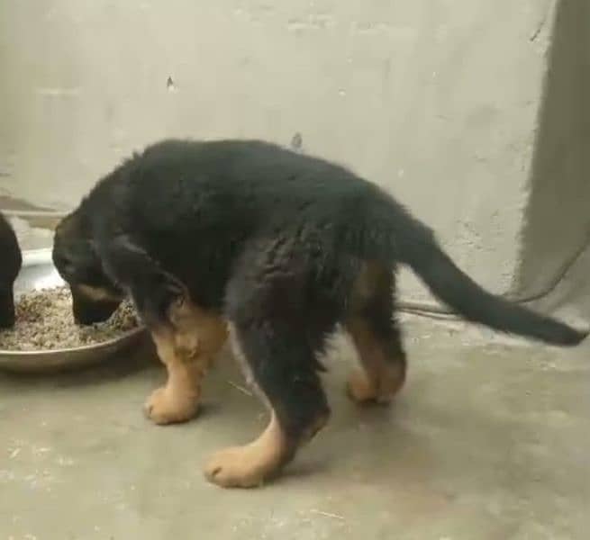 German Shepherd Longcoat 2 Females puppy for sale 2