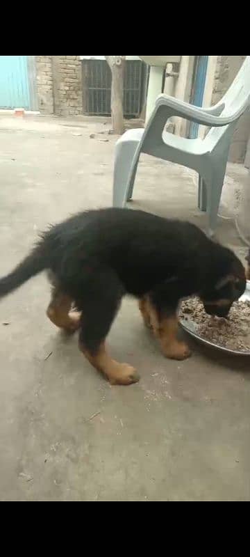 German Shepherd Longcoat 2 Females puppy for sale 3