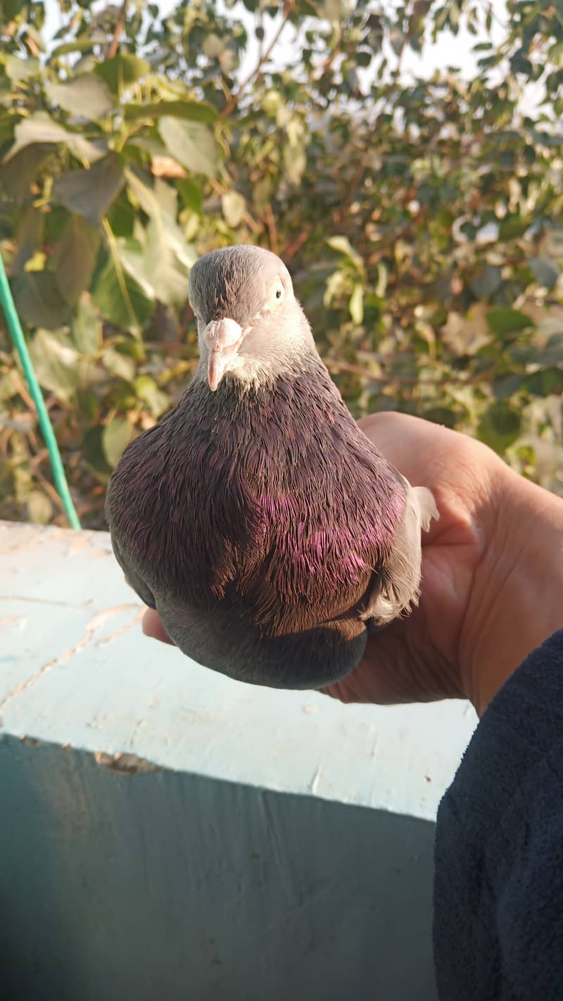 High flyer teddy pigeon kabli gola kabootar 0