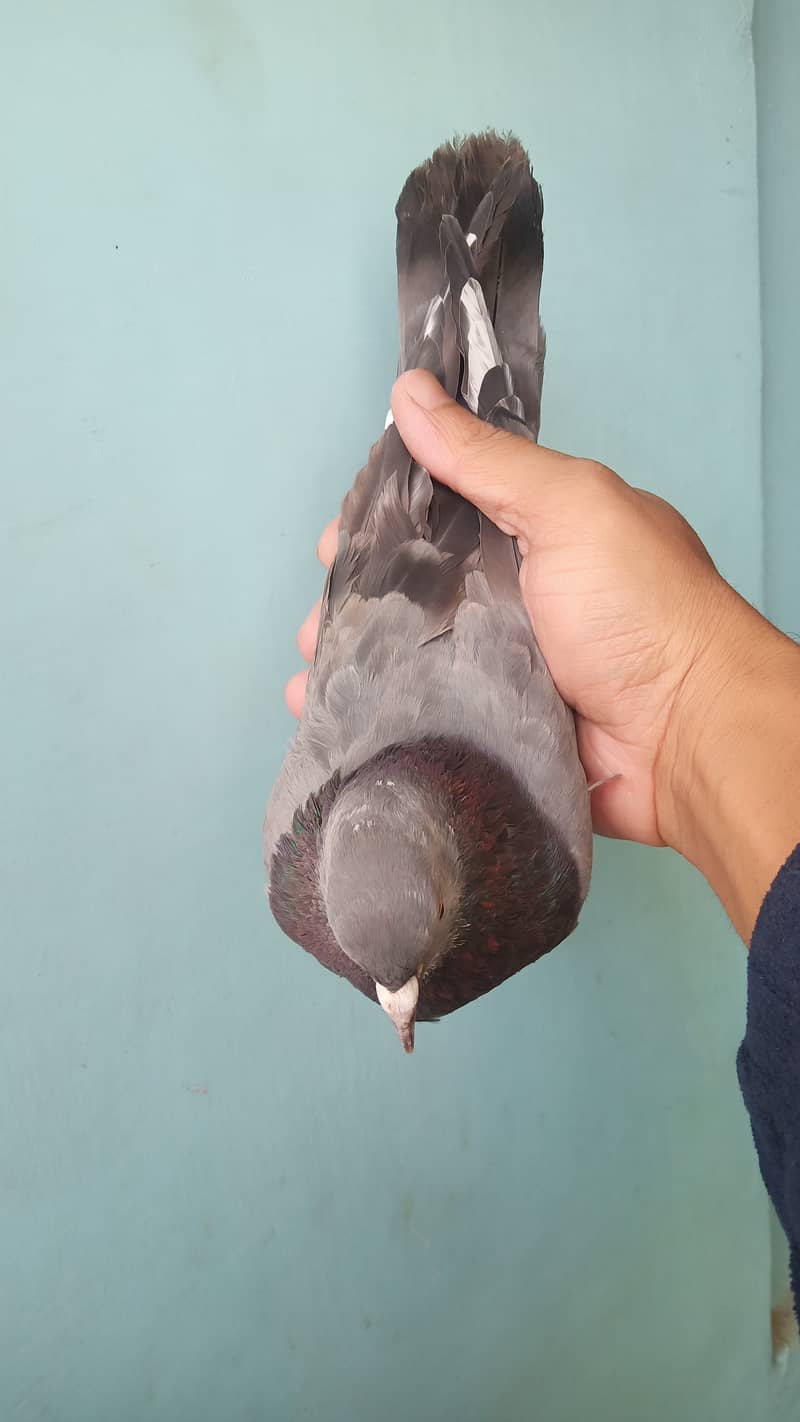 High flyer teddy pigeon kabli gola kabootar 3